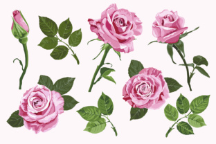 Pink Vector Roses Elements Set Isolated on the White Background – A Designer’s Dream Resource